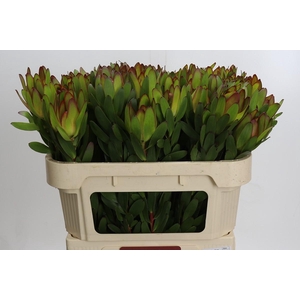 Leucadendron Goldstrike