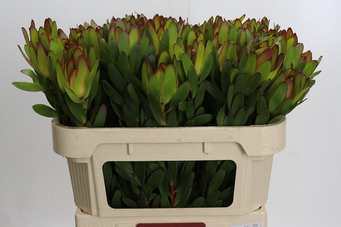 <h4>Leucadendron Goldstrike</h4>