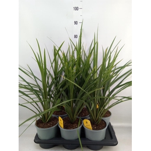 Cordyline indivisa 'Peko'