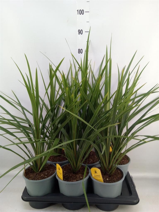 <h4>Cordyline indivisa 'Peko'</h4>