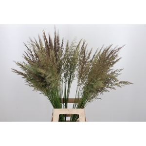 Calamagrostis Brachy