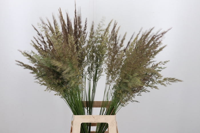 <h4>Calamagrostis Brachy</h4>