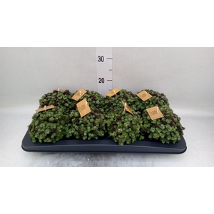 Callisia repens 'Turtle'