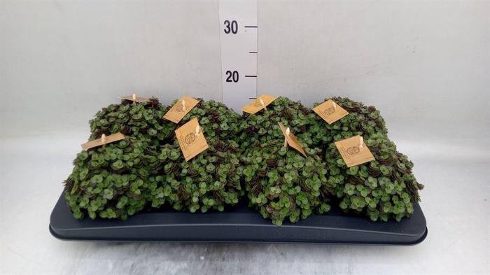 <h4>Callisia repens 'Turtle'</h4>