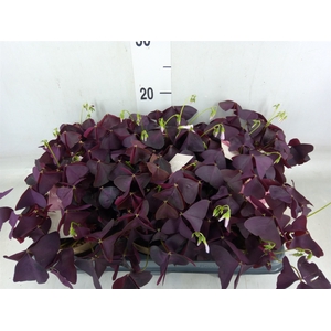 Oxalis trian.
