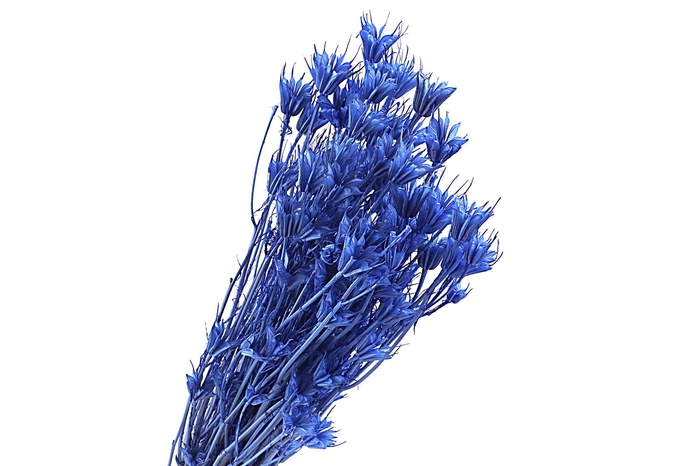 Nigella Blue