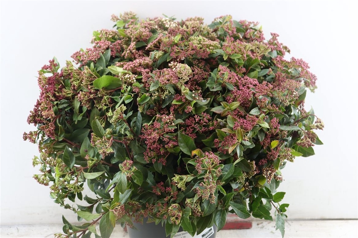 <h4>Viburnum Blooming Red P Bunch</h4>