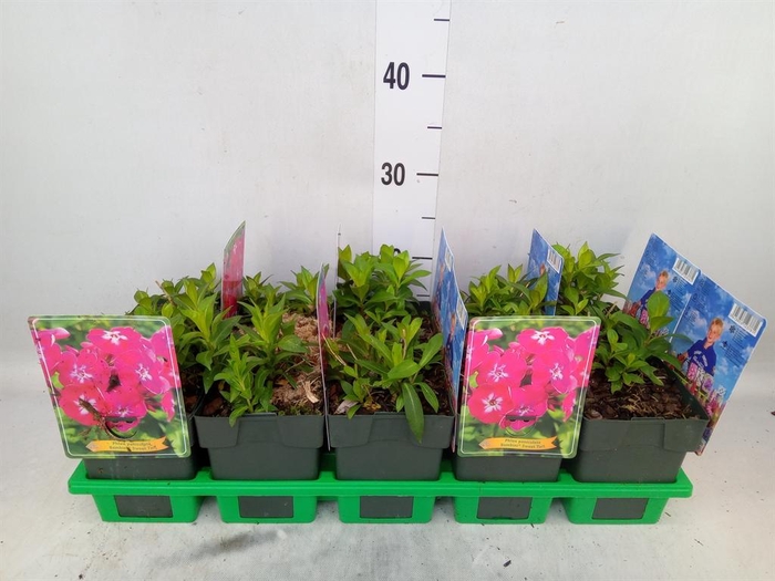 <h4>Phlox panic.   ...</h4>