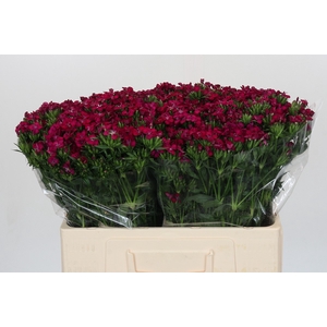 Dianthus Br Amazon Neon Cherry