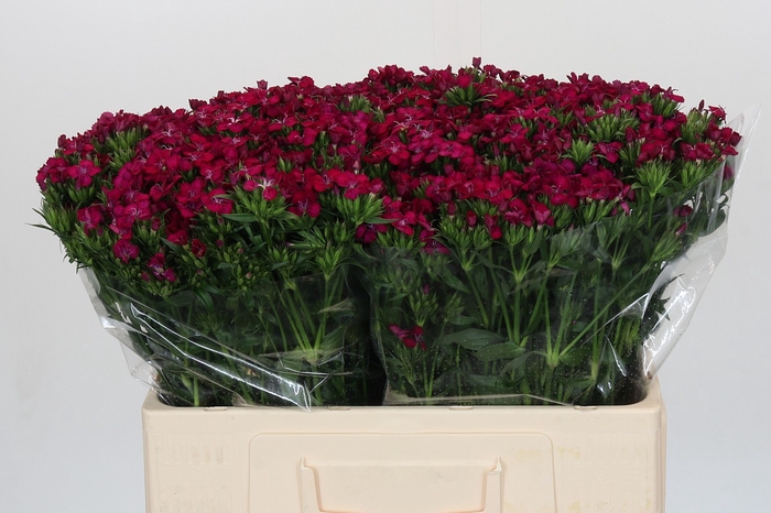 <h4>Dianthus Br Amazon Neon Cherry</h4>