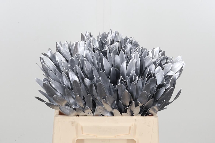 <h4>Leucod Kl Bh Zilver</h4>