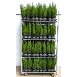 Chamaecyparis law. Ellwoodii