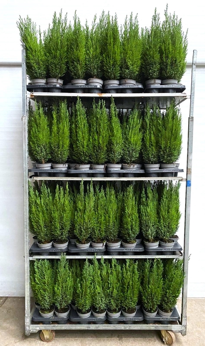 <h4>Chamaecyparis law. Ellwoodii</h4>