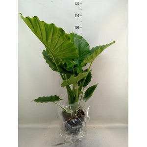 Alocasia gageana
