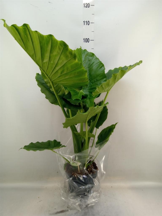 <h4>Alocasia gageana</h4>