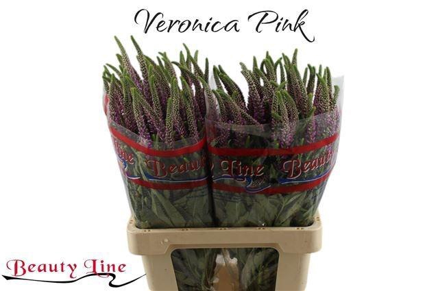 <h4>VERON L SKYLER PINK</h4>