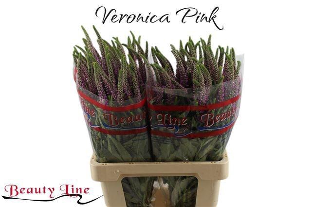 <h4>VERON L SKYLER PINK</h4>