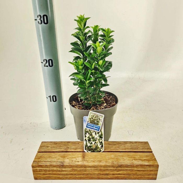 <h4>Euonymus Paloma Blanca</h4>