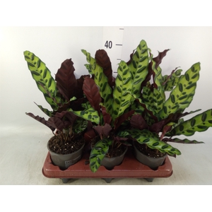 Calathea lancifolia
