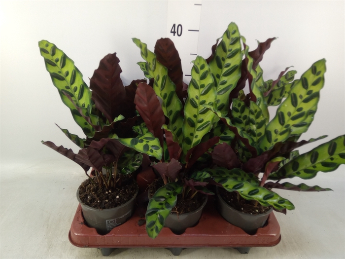 <h4>Calathea lancifolia</h4>