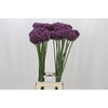 Allium Pink Lady