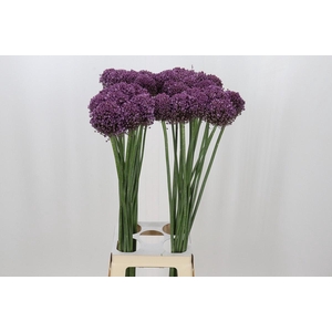 Allium Pink Lady