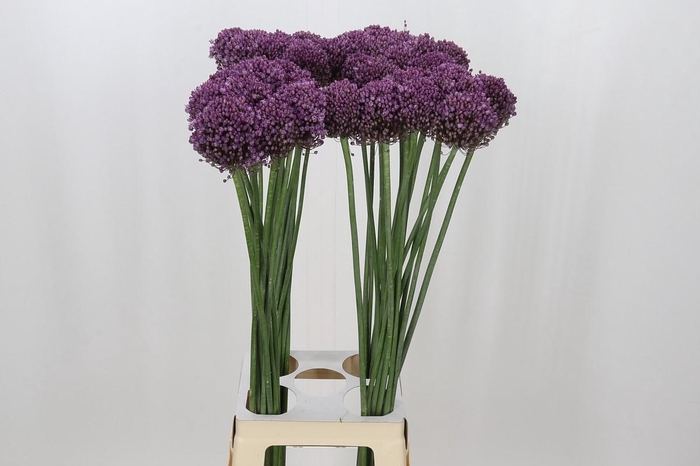 Allium Pink Lady