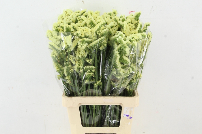 <h4>STATICE YELLOW</h4>