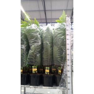 Cyathea cooperi