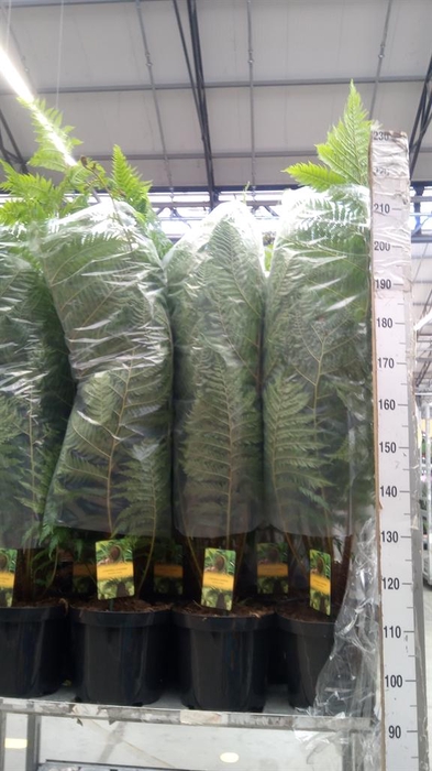 <h4>Cyathea cooperi</h4>