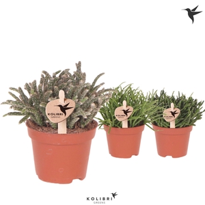 Kolibri Greens Rhipsalis mix