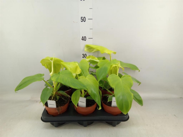 <h4>Philodendron   ...</h4>