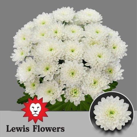 <h4>CHR T ALTAJ</h4>