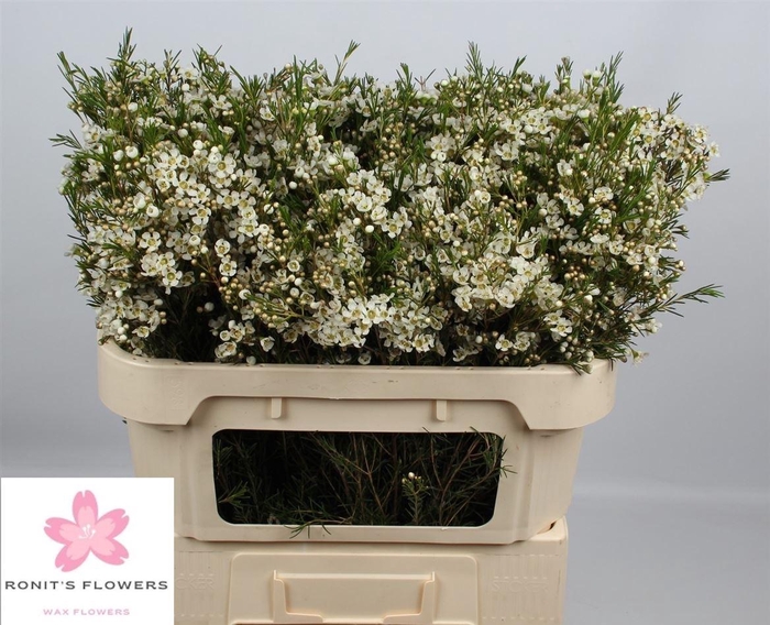 <h4>Chame Un Ofir</h4>