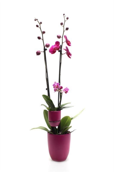 <h4>Hugo Lavender Phal Paars 2T+ Tiny Dolls 1T</h4>