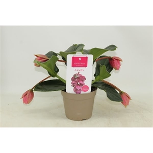 Piccolini Candy 4 knop (Medinilla 1 etage)