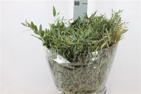 <h4>Euca Nicoli Kort 180 Gram</h4>