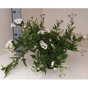 SOLANUM JASMINOIDES