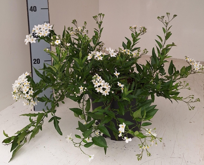 <h4>SOLANUM JASMINOIDES</h4>