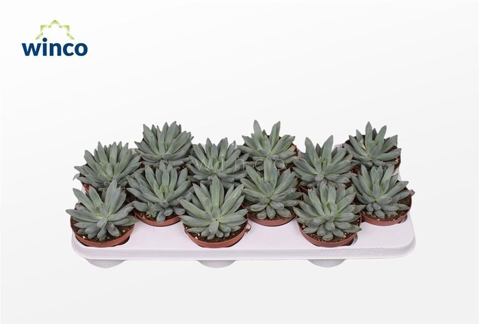 <h4>ECHEV  X HOOKERI</h4>