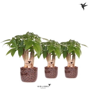 Kolibri Greens Pachira in Leopard pot