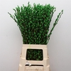 Salix Snow Flake Klb Appel Groen
