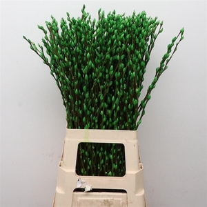 Salix Snow Flake Klb Appel Groen
