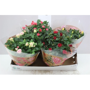 Rosa Favourite Gemengd Schaal