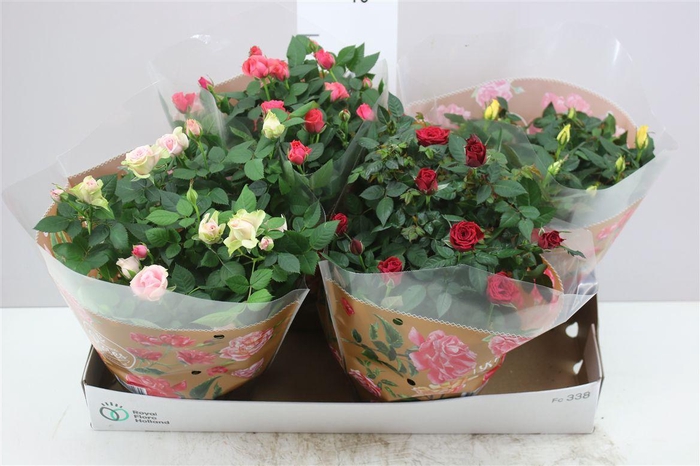 <h4>Rosa Favourite Gemengd Schaal</h4>