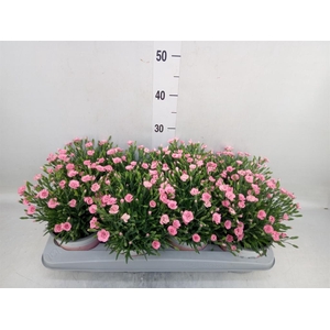 Dianthus  'Diantica Peach Party'