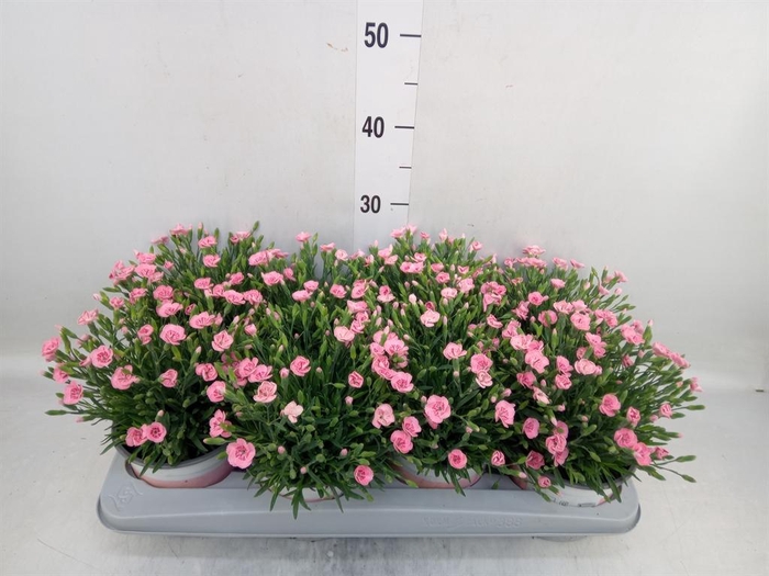 <h4>Dianthus  'Diantica Peach Party'</h4>