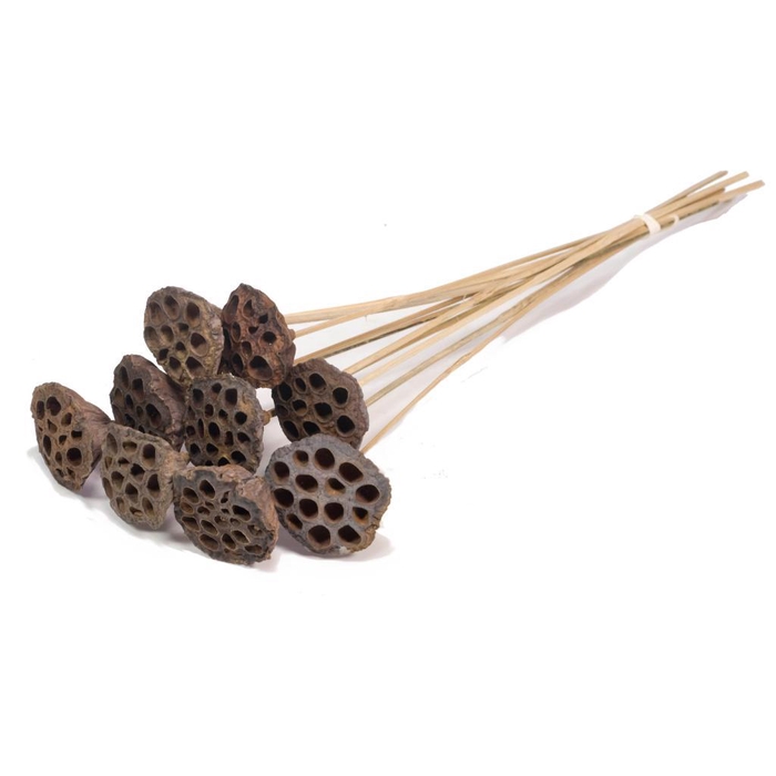 <h4>Lotus Medium O/s 10pc Natural</h4>
