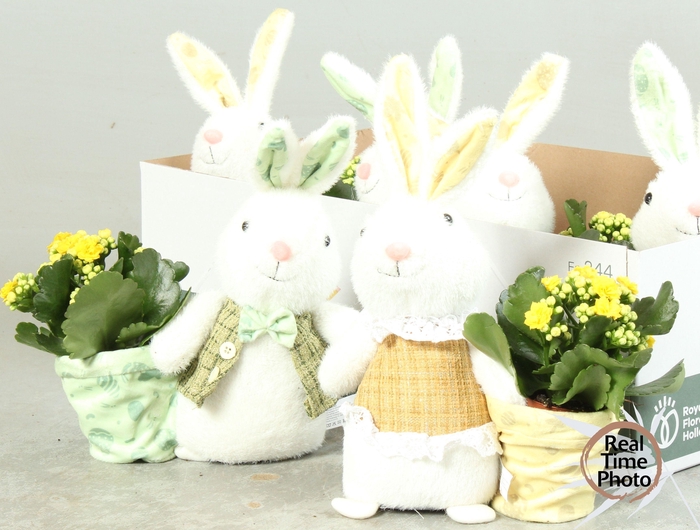 <h4>ARR KAMERPL</h4>