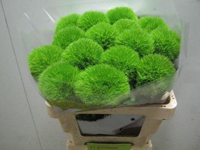 <h4>Di Barb Kiwi Cool</h4>